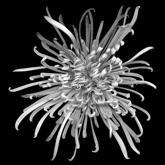 Huang Xu, Flower No.2 (Chrysanthemum), 2011. Giclee print, 120 x 120 cm. 