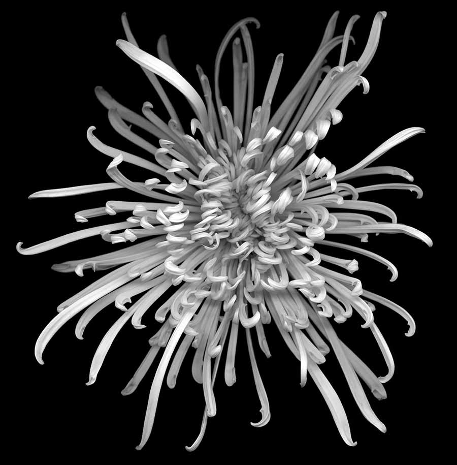 Huang Xu, Flower No 2 (Chrysanthemum), ed.3/6, 2011. Giclee print, 120 x 120 cm 